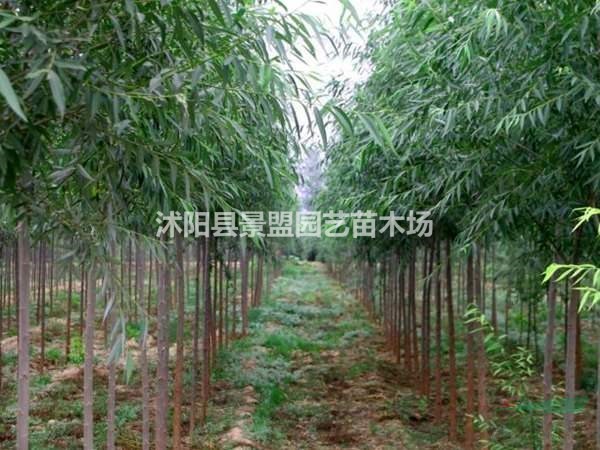 直徑10公分竹柳多少錢一棵？