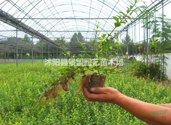 扶芳藤最新價格大約是多少錢一顆？