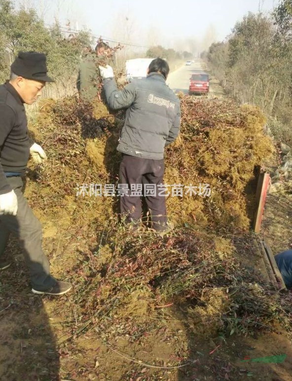 甘肅扶芳藤球價位怎么樣？