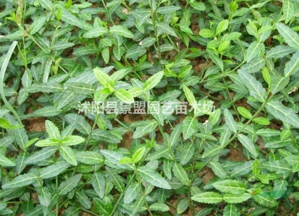 甘肅扶芳藤球價位怎么樣？