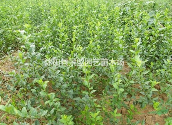 扶芳藤屬于常綠灌木嗎？