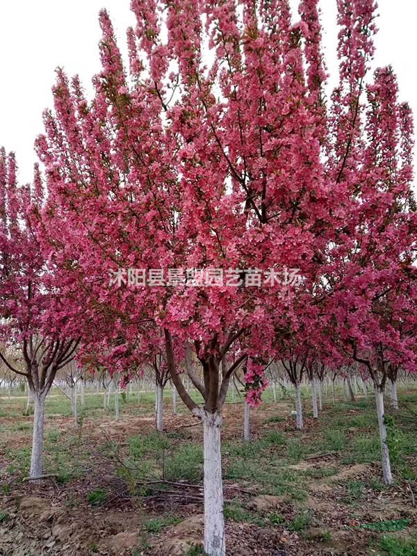 北方適合種北美海棠嗎？