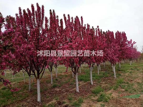 北方適合種北美海棠嗎？
