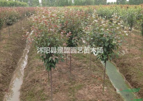 西府海棠適合在南方種植嗎？