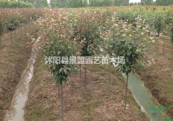 西府海棠多少錢能買到？