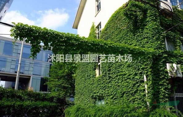 爬山虎苗多少錢(qián)一株?