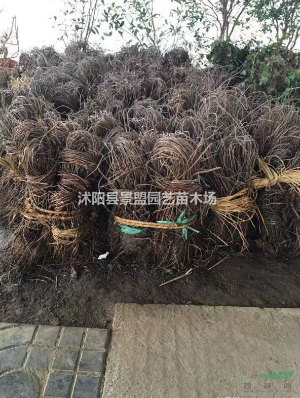 爬山虎苗多少錢(qián)一株?