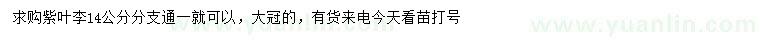 求購14公分紫葉李