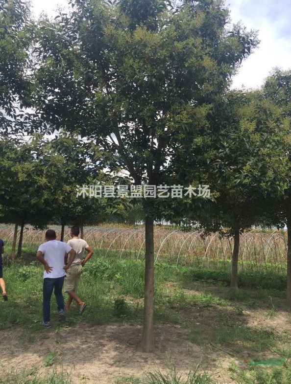 陜西可以種植大葉女貞嗎？