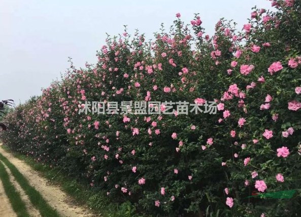 木槿的園林用途有什么？