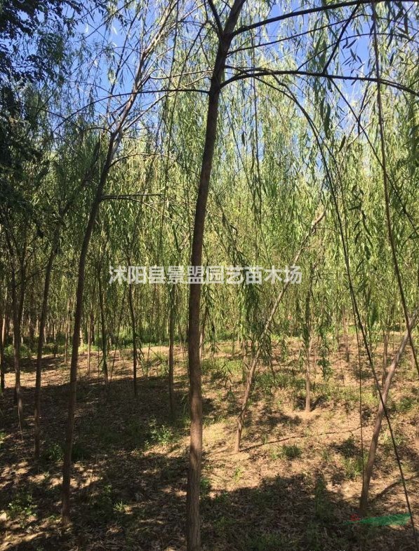米徑7公分垂柳什么價格能買到？