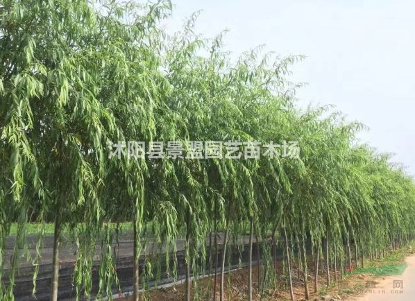 米徑7公分垂柳什么價格能買到？