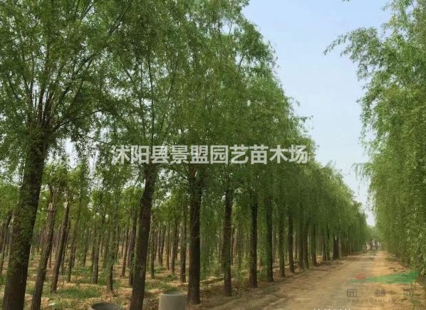 直徑14公分垂柳多少錢一棵？