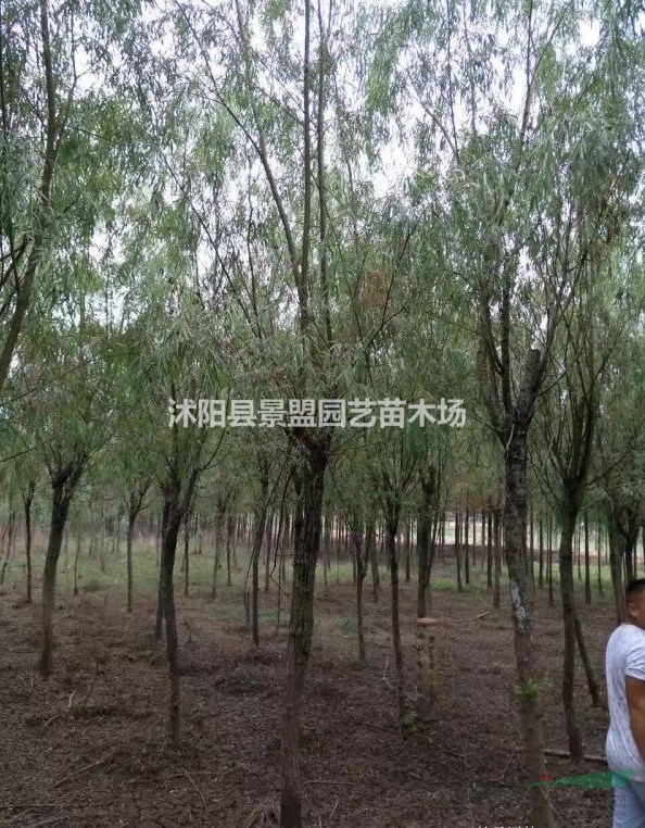 直徑14公分垂柳多少錢一棵？