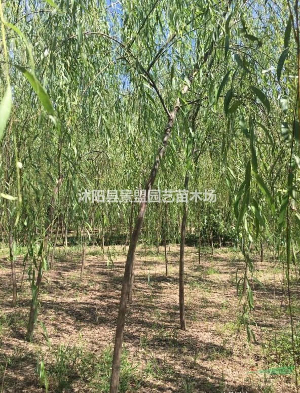 福建有種植垂柳的基地嗎？