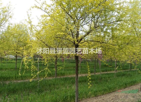 內(nèi)蒙古有種植垂柳的基地嗎？