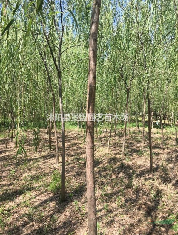 內(nèi)蒙古有種植垂柳的基地嗎？