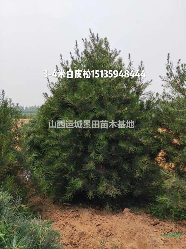 白皮松主產基地·山西白皮松種植基地·2米白皮松批發報價