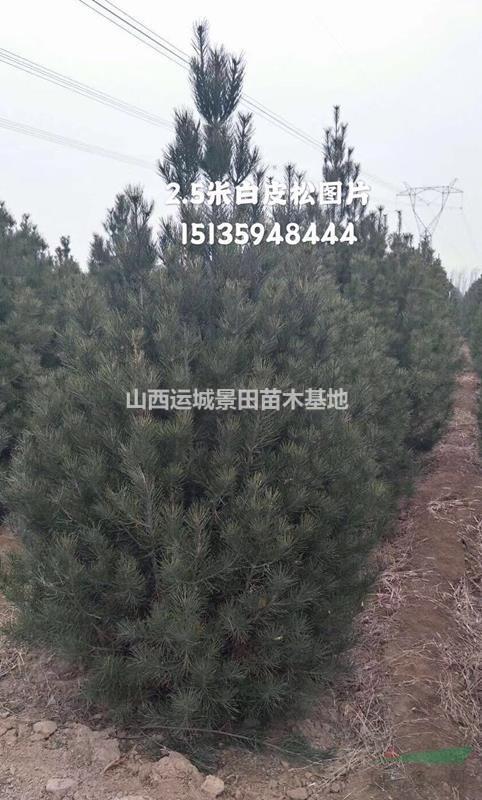 白皮松主產基地·山西白皮松種植基地·2米白皮松批發報價