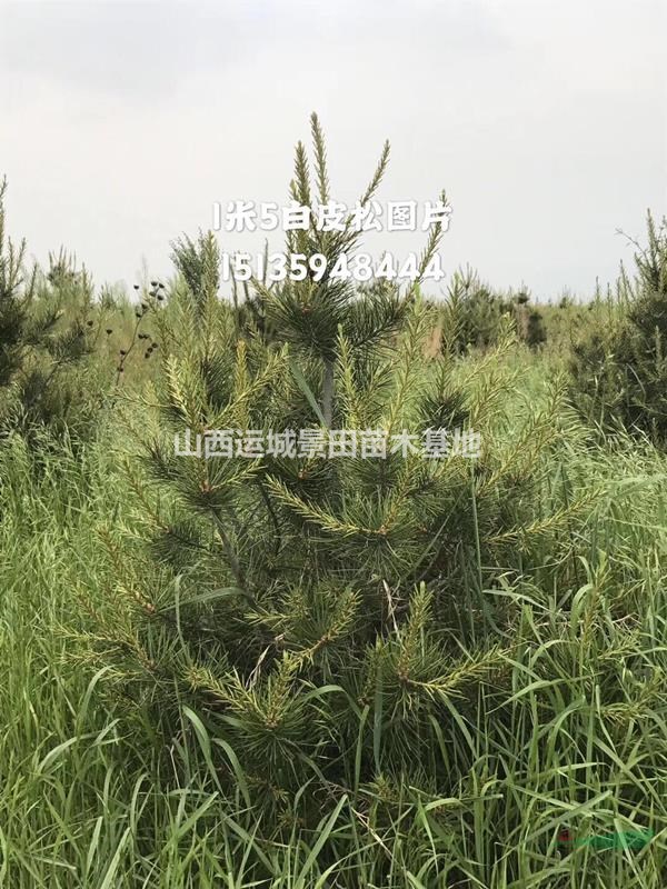 絳縣白皮松種植基地·絳縣白皮松批發(fā)價(jià)格·絳縣低價(jià)白皮松