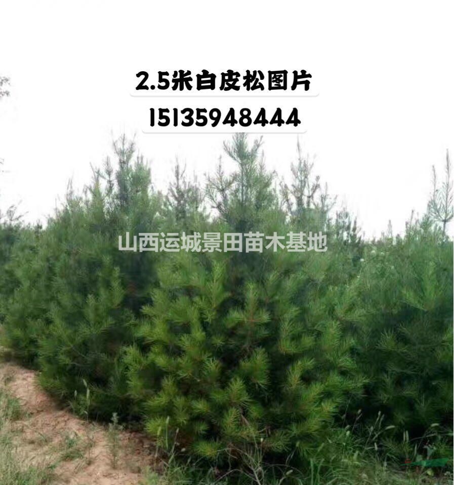 絳縣白皮松種植基地·絳縣白皮松批發(fā)價(jià)格·絳縣低價(jià)白皮松