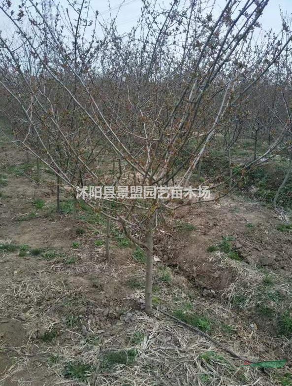 地徑三公分垂絲海棠價(jià)格便宜嗎？