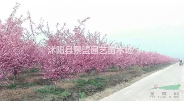 地徑三公分垂絲海棠價(jià)格便宜嗎？
