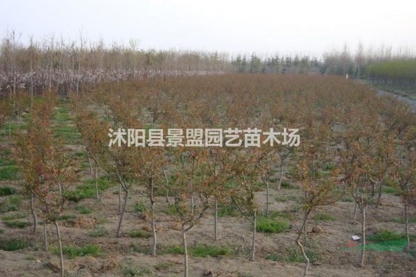 重瓣垂絲海棠多少錢一顆？