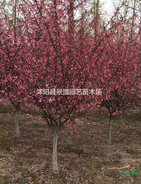 垂絲海棠是北美海棠嗎？