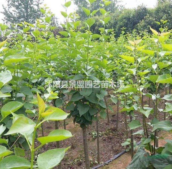暴馬丁香小苗哪里有？