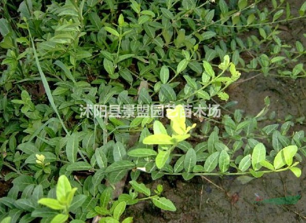 山東扶芳藤球價(jià)格便宜嗎？