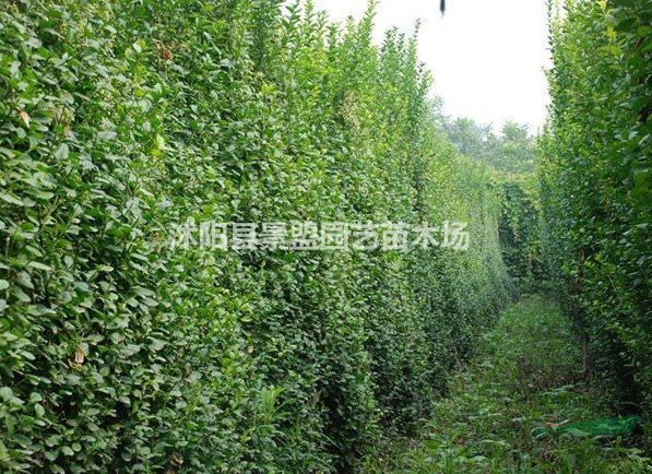 山東扶芳藤球價(jià)格便宜嗎？