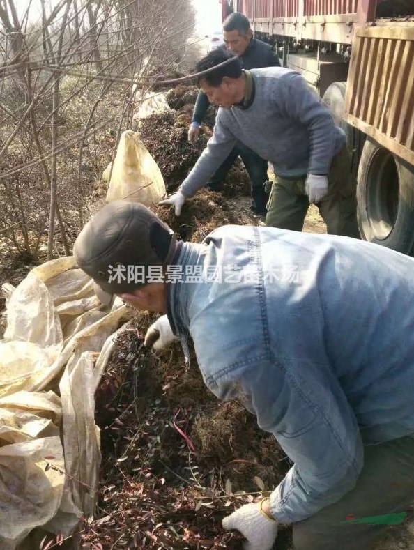 哪里有扶芳藤銷售基地？