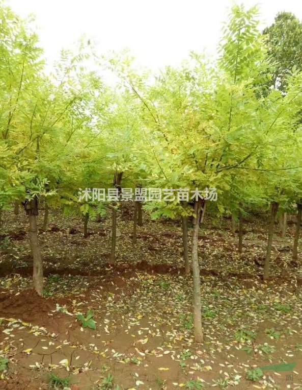 黃金槐夏季能栽植嗎？