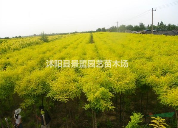 直徑5公分黃金槐多少錢一棵？