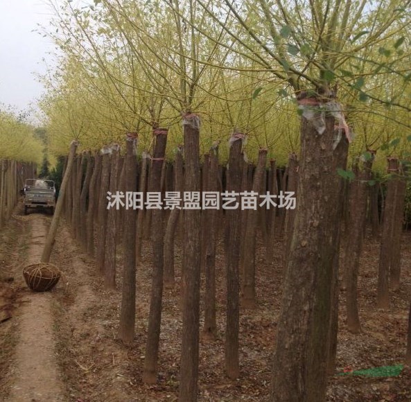 哪里有黃金槐種植基地？
