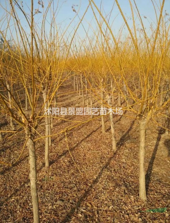直徑6公分黃金槐多少錢一棵？
