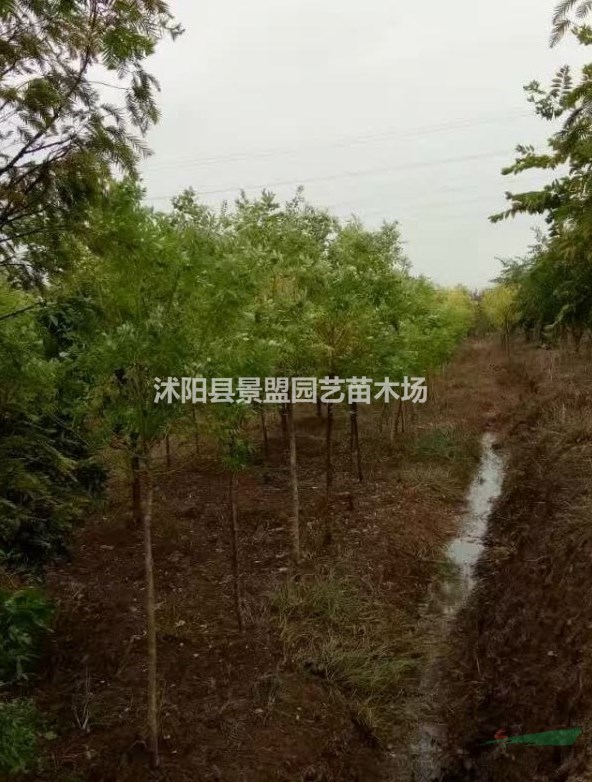 直徑6公分黃金槐多少錢一棵？