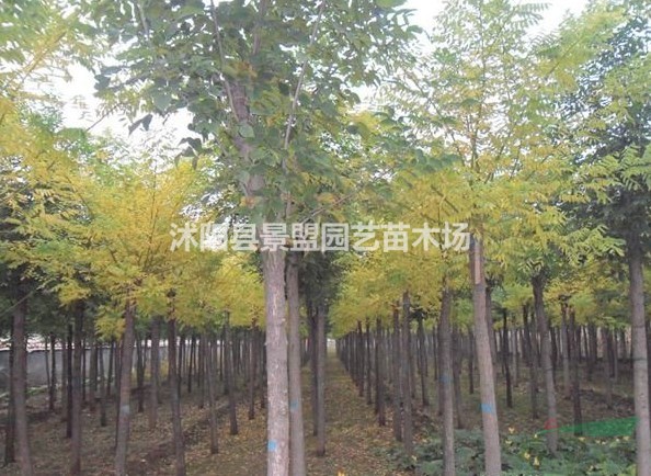 黃金槐2月份可以栽植嗎？