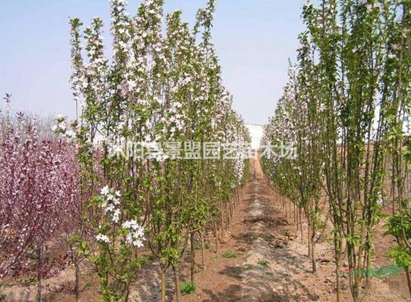 西府海棠市場(chǎng)價(jià)格今年怎么樣？