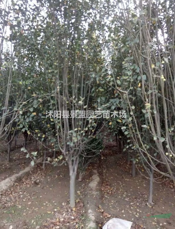 西府海棠市場(chǎng)價(jià)格今年怎么樣？