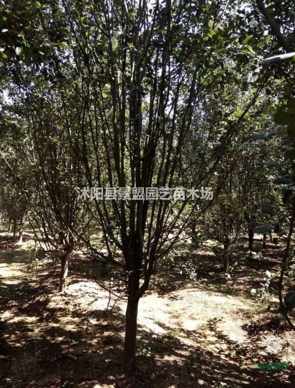 西府海棠7月份可以種植嗎？