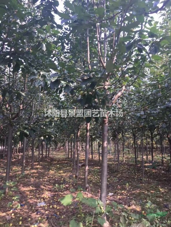 西府海棠7月份可以種植嗎？