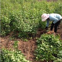 哪里有丁香樹種植基地？