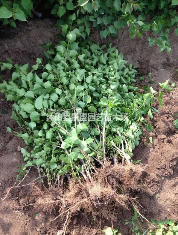 暴馬丁香樹花期是幾月份？