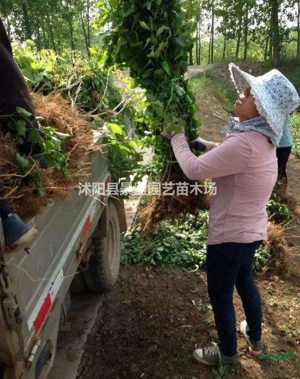 暴馬丁香小苗價(jià)格哪里最低？