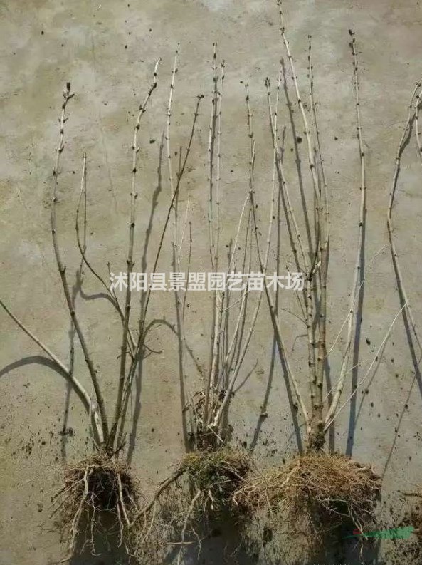 暴馬丁香小苗價(jià)格哪里最低？