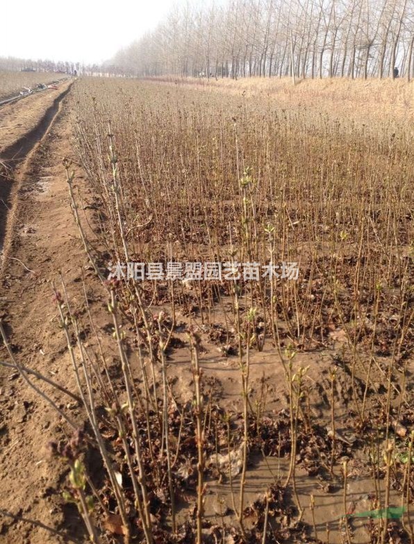 丁香樹多少錢一棵？
