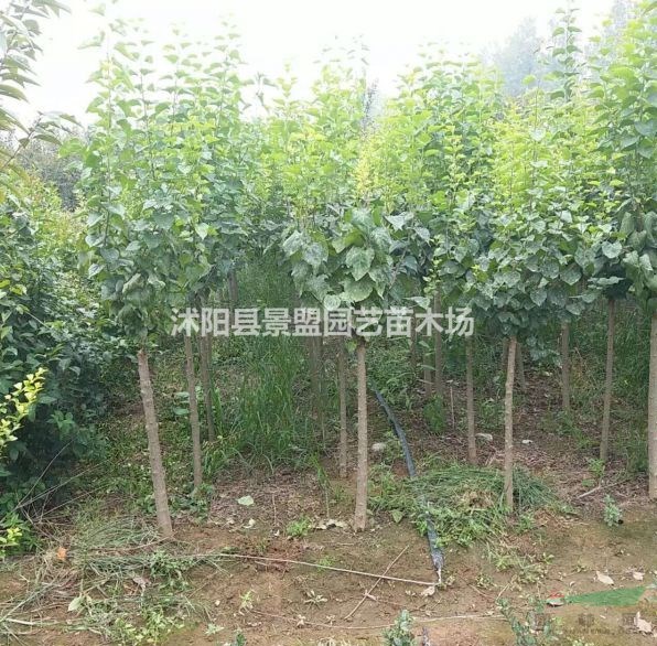 丁香樹多少錢一棵？