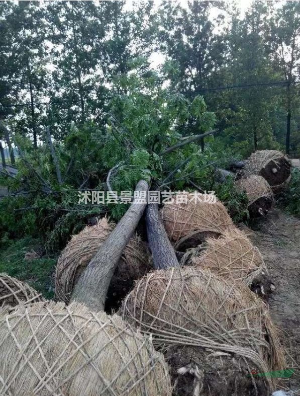 四川可以種植楓楊嗎？